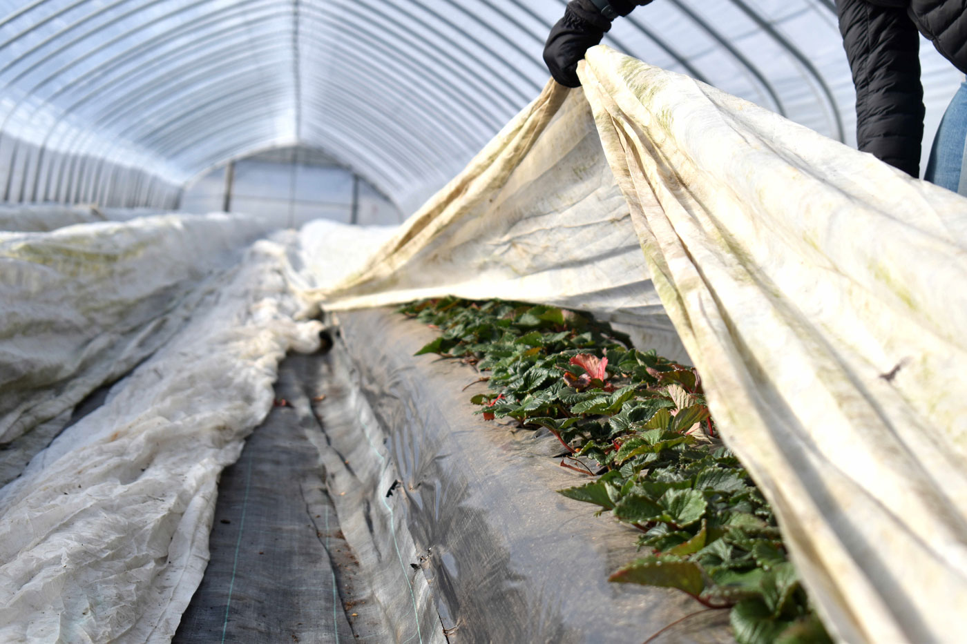 hand uncovering strawberries in greenhouse